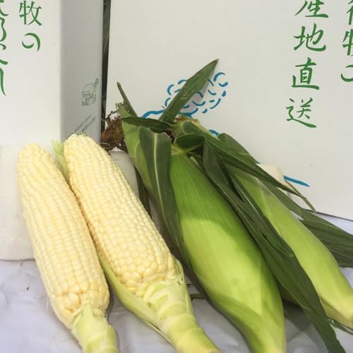 [先行受付2026年発送]野菜ソムリエサミット金賞受賞!長野県東御市産とうもろこし(ピュアホワイト)約3.2kg(7〜10本) | スイートコーン※2026年7月上旬〜9月上旬頃に順次発送予定※着日指定不可