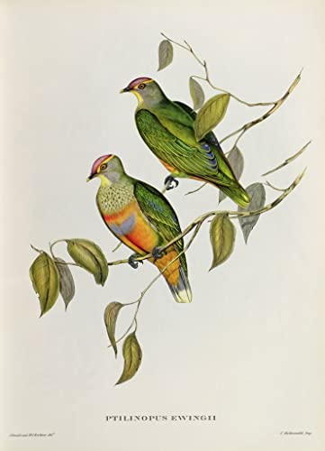 Murales Animales en Lienzo de Alta Calidad: John Gould Ptilinopus Ewingii, 60x90cm