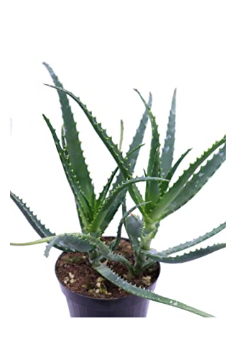 Pianta Aloe arborescens eGarden, 2 anni