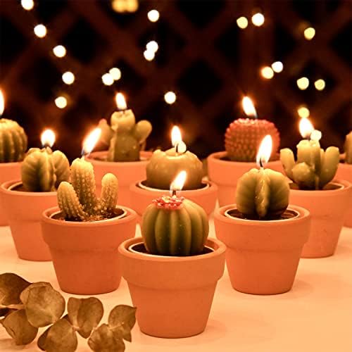 succulent plant mix 2" Succulent & Cactus Mix Event Wedding Favors