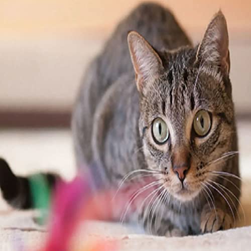 Brinquedo Bolinha com Catnip Para Gatos Magic Cat