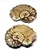 Ammonite Acanthoceras Split Polished Fossil Texas 96 MYO w/Label #16244 26o