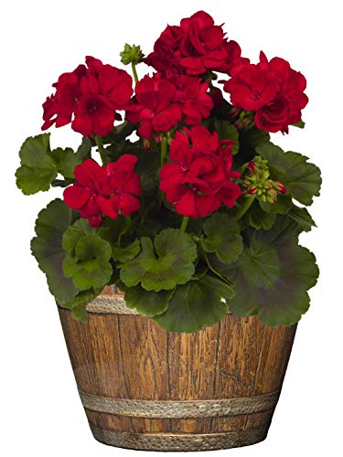 image for Classic Home and Garden Whiskey Resin Flower Pot Barrel Planter, Oak B