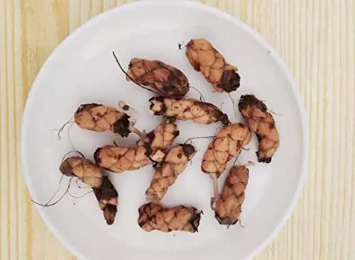 Oxalis Triangularis 10 Bulbs - Purple Shamrocks Lucky Lovely Flowers Bulbs Grows Indoor Or Outdoor #TOP4