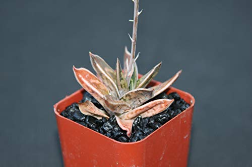 Rare Gasteria Liliputana Succulent | Exotic Gasteraloe Agave Plant 2" Pot #TOP17