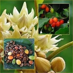 LC Magilampoo Beej - 1.76Ounce / 50Gram - Mimusops Elengi - Maulsari Beej
