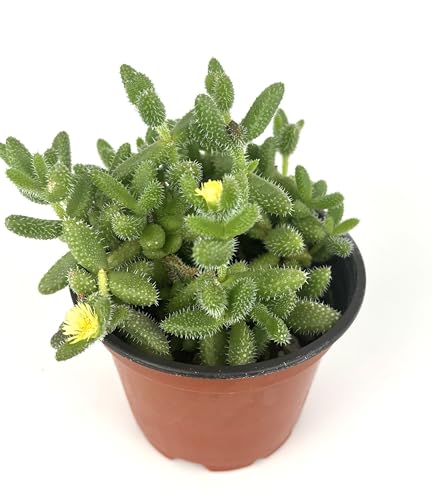 Pickle Succulent Delosperma Echinatum, Live Plant in 4 Inch Pot,