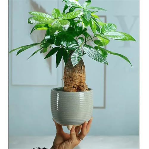 Pot de fleur en céramique pour salon moderne et usage domestique