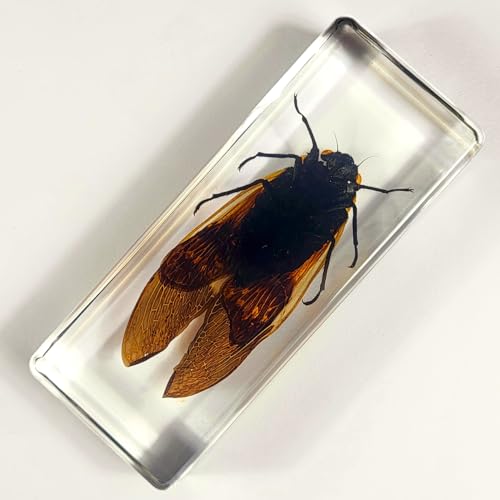 Image of 4.3 inch Real Giant Coconut Cicada in Crystal Clear Lucite Resin Paperweight Specimen Preserved Angamiana Floridula Taxidermy Collection for Biology Science Education & Desk Ornament Display Supplies