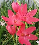 Lirio De La Lluvia, Planta De Bulbo,Fragante De FloracióN Nocturna, Hermosa,BalcóN,OrquíDea,Planta Perenne,Flor De Bulbo,Patio,Resistente