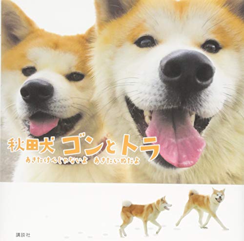 秋田犬 ゴンとトラ あきたけんじゃないよ あきたいぬだよ