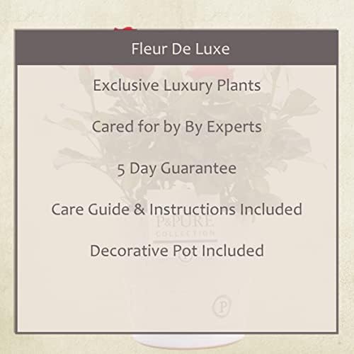 Red Rose Plant with Pot, Houseplant Real Indoor Plant for Office, Home, Bedroom, Kitchen and Living Room, Perfect for Clean Air, Delivered Next Day
