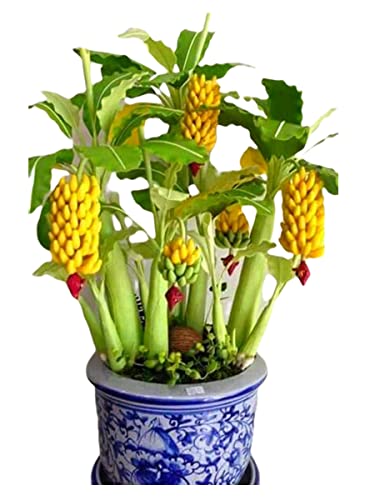Mini Bananeira Bonsai Sementes Para Plantio 10 Unidades.