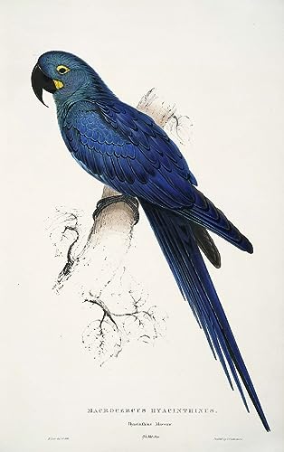 Poster Anodorhynchus Leaari Edward Leaars pour encadrement personnalisé