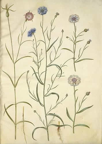 Tableau Agrostemma Githago Holtzbecker pour masquer les murs blancs nus