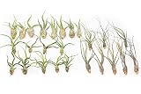 Pack of "Wild Ones" Air Plants - Tillandsia Caput Medusae, Butzii & Bulbosa Guatemala - Air Plants L