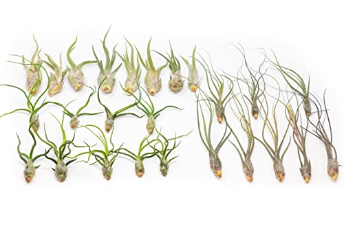 Pack Of "Wild Ones" Air Plants - Tillandsia Caput Medusae, Butzii & Bulbosa Guatemala - Air Plants Live Succulent House Plants For Holders - Available In Wholesale And Bulk Sale- Home And Garden Decor - Easy Care Indoor And Outdoor Plants (Pack Of 50) #TOP24