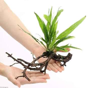 流木付き　ミクロソリウム・プテロプス・ソードリーフ 楽天市場】（水草）エッグプランター 枝流木 ミクロソリウム