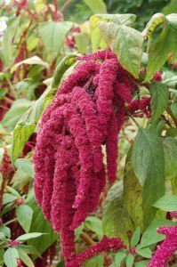 500 Love Lies Bleeding Amaranthus Caudatus (Kiss Me Over The Garden Gate) Flower Seeds