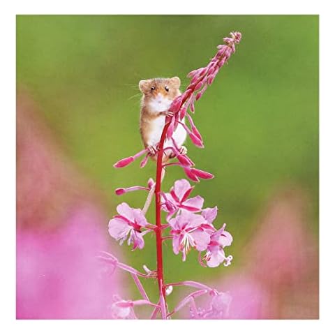 BBC Earth Springwatch Photographic Blank Card - Harvest Mouse On Rosebay Willowherb - Suitable for Any Recipient Cover