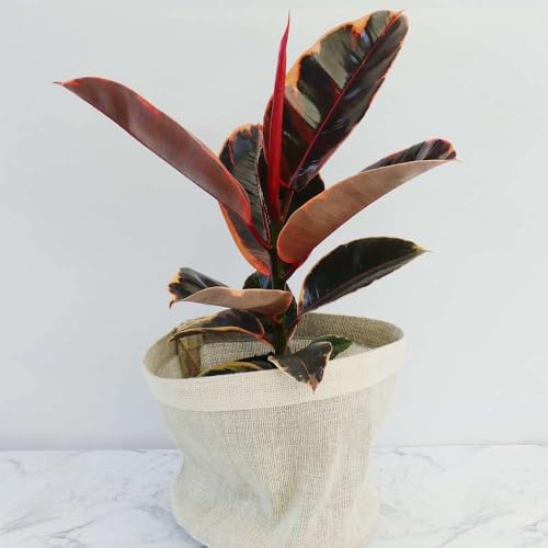 Ficus Elastica 'Ruby Pink' Live Plant for Indoor | Different Houseplants in 4'' & 6'' Pot | Real House Plant for Living Room, Office, Desk & Bathroom | Variegated Rubber Tree Ficus Elastica 'Ruby Pink' Live Plant for Indoor | Different Houseplants in 4'' & 6'' Pot | Real House Plant for Living Room, Office, Desk & Bathroom | Variegated Rubber Tree