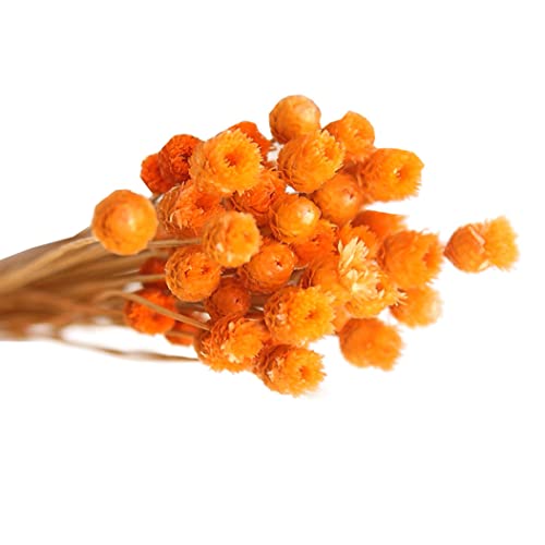 Bouquet de margaritas secas naranja en florero 50 tallos miniatura 2