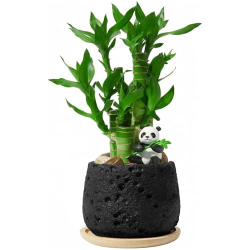 Lucky Bamboo Desktop Plant Set -- Good Fortune for Their Workspace