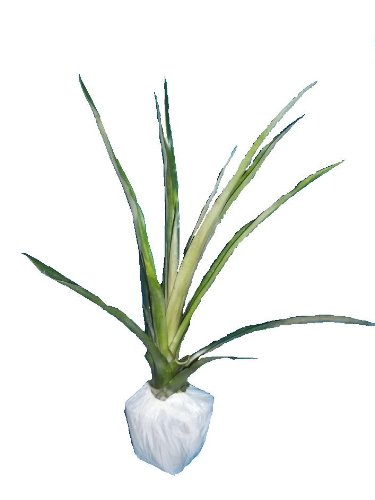 HAWAIIAN PINEAPPLE PLANT (Ananas comosus) - POTTED/ROOTED - APPROX. 22 - 28 INCHES