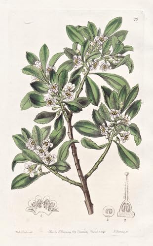 Myoporum serratum - Tasmania Tasmanien / flowers Blume flower Botanik botany botanical