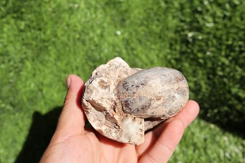 Image of Ammonite Fagesia Ammonite Fossil Rare Ammonite Fossil Natural Fossil from Morocco A44
