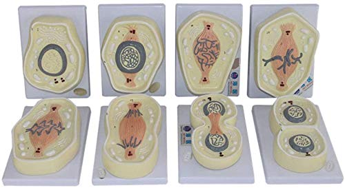 Meiosis móvil 8 Modelo, la Fase del Departamento de Biología Celular de la enseñanza de la anatomía Equipo Médico