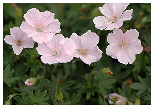 Stauden Gänge 3 x Geranium sanguineum 'Apfelblüte' (Winterhart/Stauden/Staude/Mehrjährig/Bodendecker) Rosa Blut Storchschnabel/Storchenschnabel - Ein Blütentraum in pastellfarbenem Charme