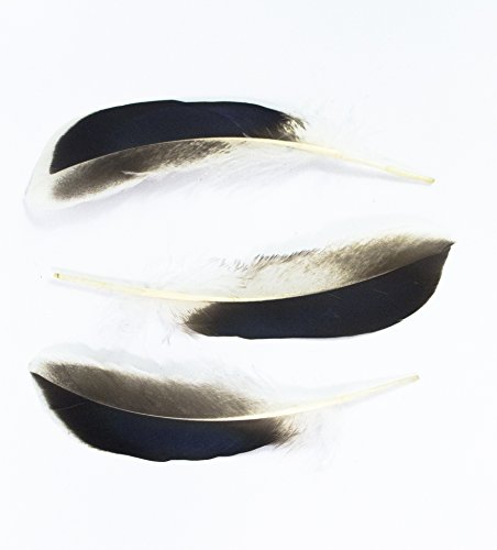 All In One Natural Feather For Diy Craft (Duck Wing) #TOP2