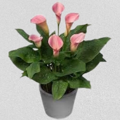 MSK EVER GREEN Pink Peace Lily, Spathiphyllum For Indoor Air Purifying Plant With Pot