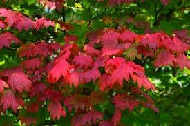 Korean Gem Japanese Maple - Acer palmatum Korean Gem 2 - Year Tree