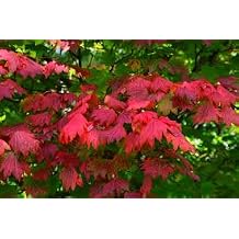 Korean Gem Japanese Maple - Acer palmatum Korean Gem 2 - Year Tree