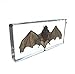 Bat Specimens Science Classroom Specimen for Science Education（5.5x2.5x0.7 Inch）