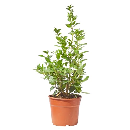 Verdecora Durillo en maceta 5L | Viburnum tinus | Planta de Interior y Exterior | Arbusto Natural | Follaje Persistente y Flores Fragantes | Ideal para Decoración y Setos