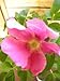 Hagebutte Rosa rugosa 30-40 cm hoch im 3 Liter Pflanzcontainer