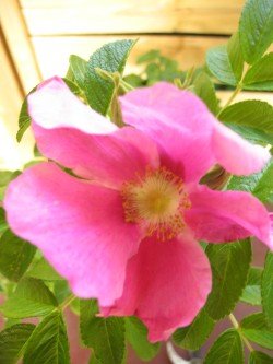 Hagebutte Rosa rugosa 30-40 cm hoch im 3 Liter Pflanzcontainer