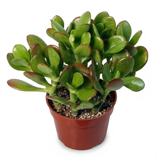 Image of Original Kuberakshi Crassula Ovata Live Plant with Pot | Jade Lucky Money Vastu Plant | Indoor Outdoor Succulent for Home Office Desk Living Room Balcony Decor | Pack of 1