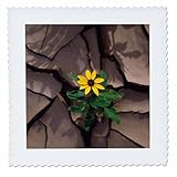 Square dimensions (in inches): 16 L x 16 W, image dimensions (in inches): 14 L x 14 W 100% poloyester; image is soft to touch. Made in USA Edges have pinking shear cut Image will not fade with washing. Image not a transfer, part of material