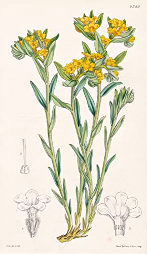 Lithospermum Canescens. Hoary Gromwell. Tab. 4389 - North America Nordamerika / Pflanze Planzen plant plants / flower flowers Blume Blumen / botanical Botanik botany / aus 