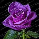  . True Blood Negro Rose 100PCS Raras Flores de Rose Bonsa para el jardín Plantar Semillas de Rosa Negro Rose: 4