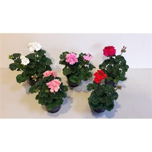 Geranio - Pack 5 Plantas Vivas - Pelargonium con Flores de Colores Geranios Naturales