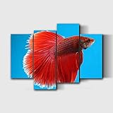 siamese fighting fish siamese fighting fishs and pictures Canvas Wall Art Framed Artwork Prints...