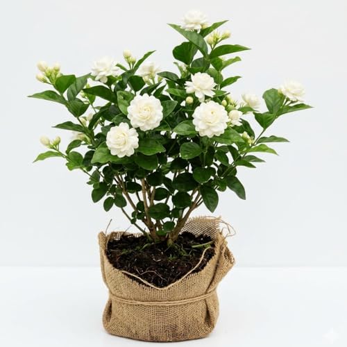 2 Jasmine Plant Live, Grand Duke of Tuscany Jasmine Flower Plants, Blooming Jasmine Plants Live, 5 to 7 Inc Height