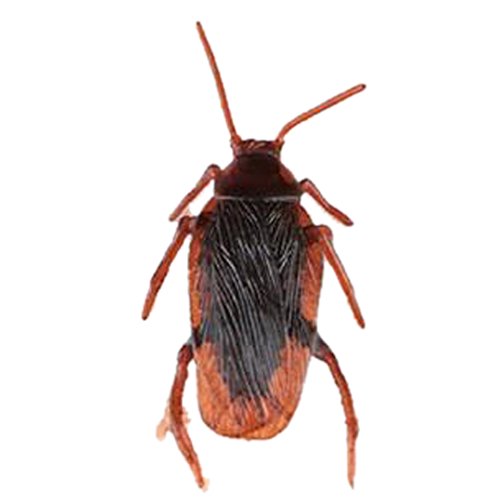 デマ クト De Markt ゴキブリ ハロウィン リアル ジョークグッズ ジョーク いたずらグッズ おもちゃ 偽ゴキブリ 面白グッズ きもい 驚き パーティーゲーム Amazon 楽天 ヤフー等の通販価格比較 最安値 Com