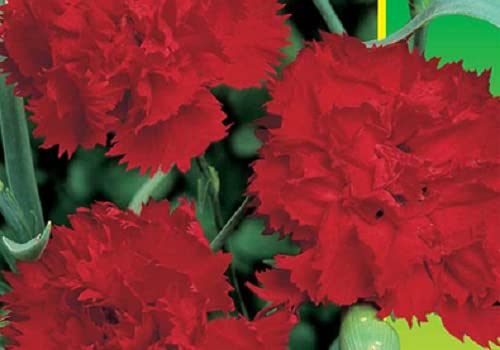 50 SEMI DI GAROFANO DOPPIO ROSSO