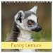 Produktbild Funny Lemurs (Wall Calendar 2023 300 × 300 mm Square) Monatskalender